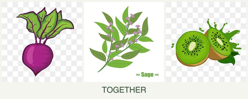 Can you plant beets, sage and kiwi together?