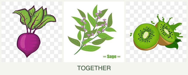Can you plant beets, sage and kiwi together?
