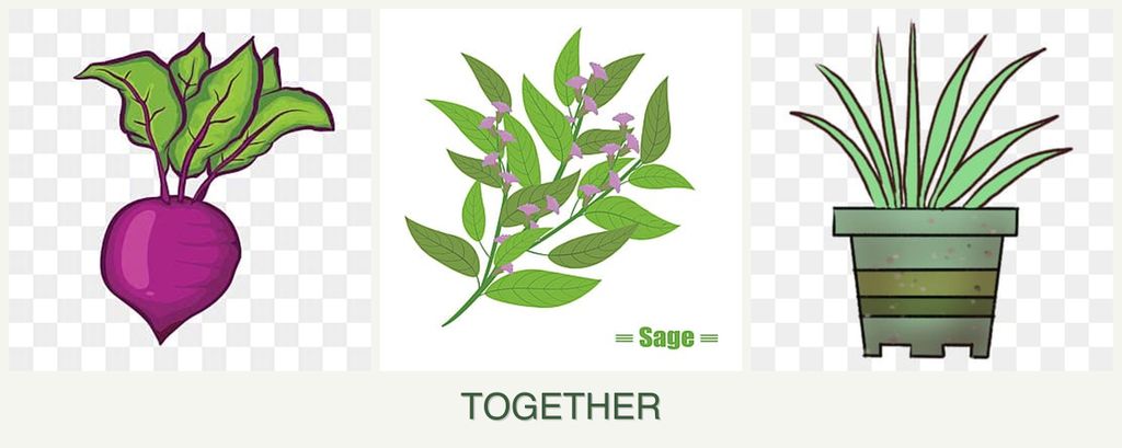 Can you plant beets, sage and lemongrass together?