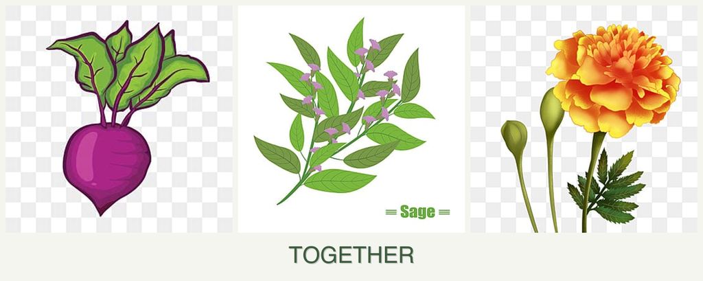 Can you plant beets, sage and marigolds together?