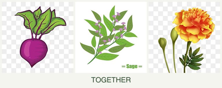 Can you plant beets, sage and marigolds together?