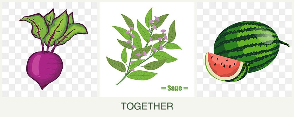Can you plant beets, sage and melons together?