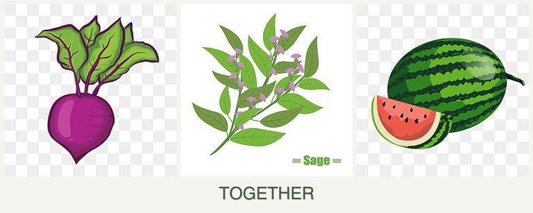 Can you plant beets, sage and melons together?