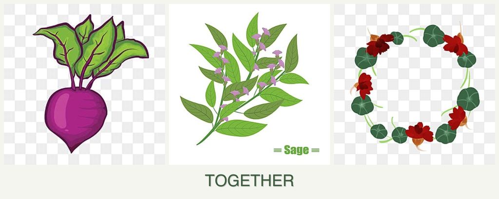 Can you plant beets, sage and nasturtiums together?