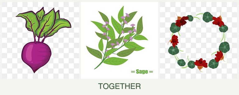 Can you plant beets, sage and nasturtiums together?