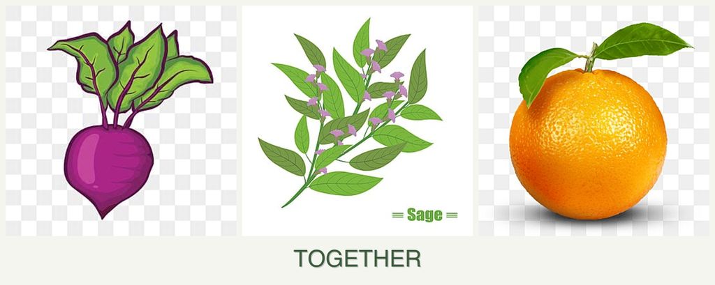 Can you plant beets, sage and oranges together?