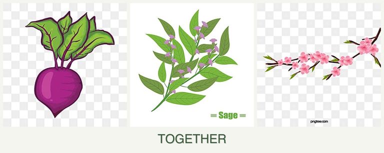 Can you plant beets, sage and peaches together?