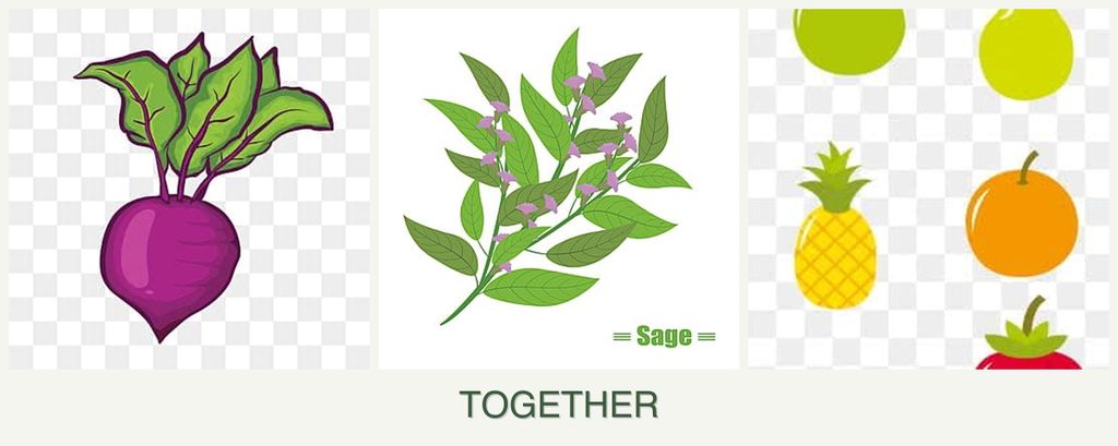 Can you plant beets, sage and pears together?