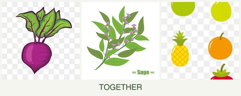Can you plant beets, sage and pears together?