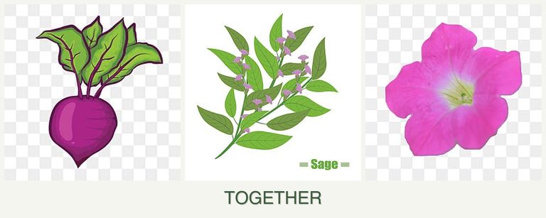 Can you plant beets, sage and petunias together?