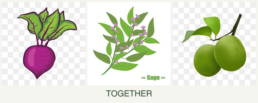 Can you plant beets, sage and plums together?