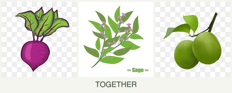 Can you plant beets, sage and plums together?