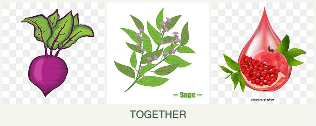 Can you plant beets, sage and pomegranates together?