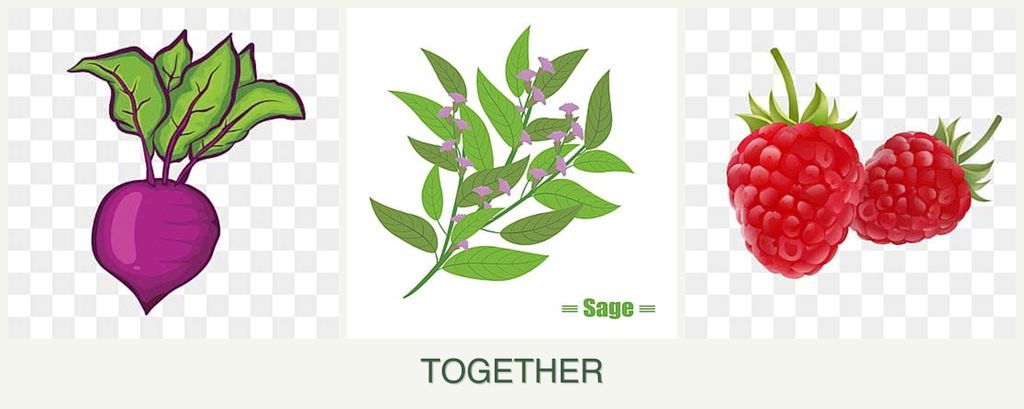 Can you plant beets, sage and raspberries together?