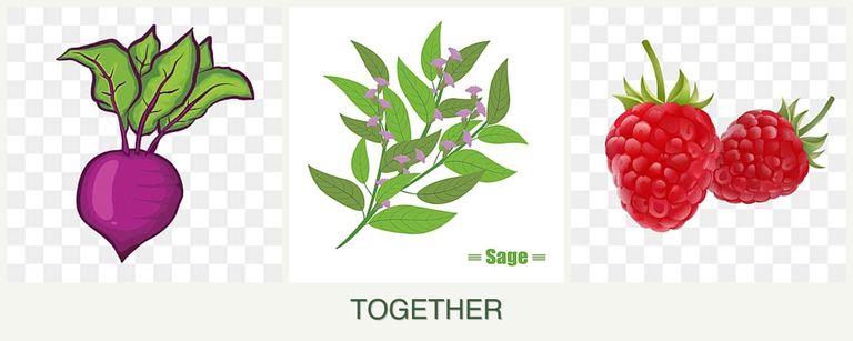 Can you plant beets, sage and raspberries together?