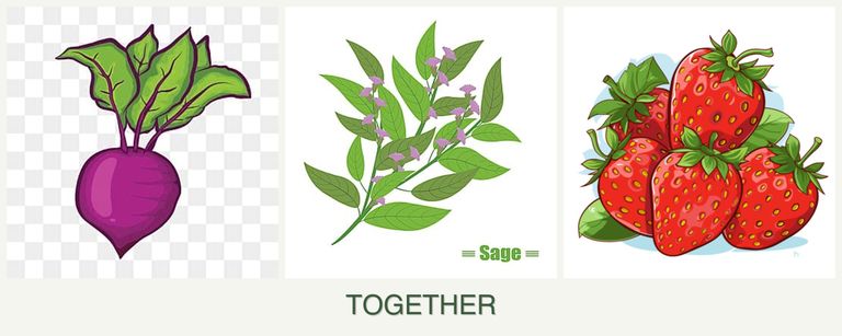 Can you plant beets, sage and strawberries together?