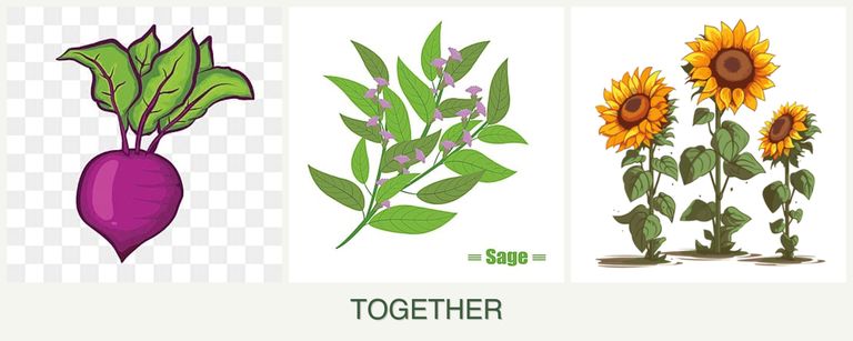 Can you plant beets, sage and sunflowers together?