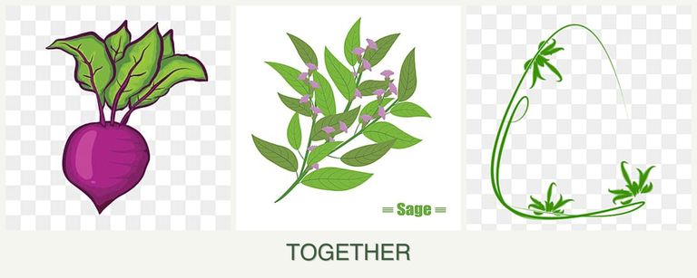 Can you plant beets, sage and tarragon together?