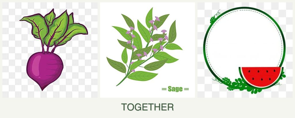 Can you plant beets, sage and watermelons together?