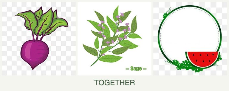 Can you plant beets, sage and watermelons together?