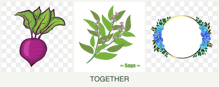 Can you plant beets, sage and zinnias together?