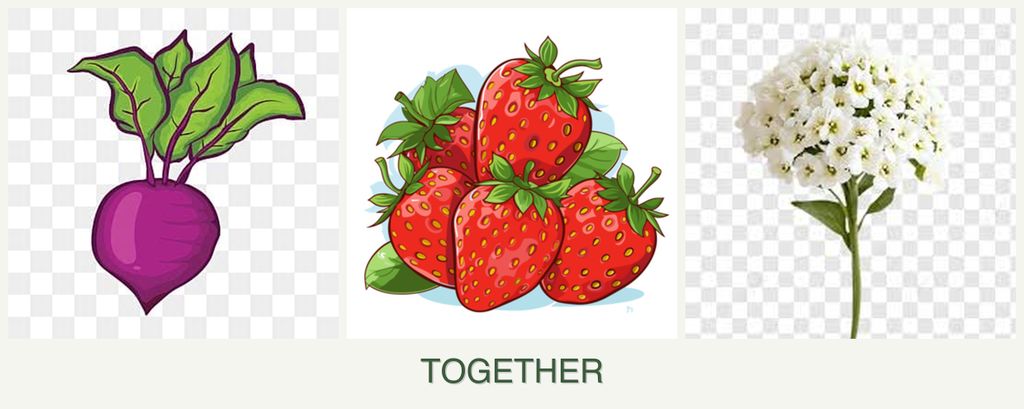 Can you plant beets, strawberries and alyssum together?