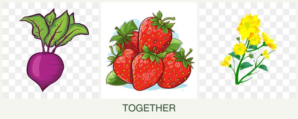 Can you plant beets, strawberries and calendula together?