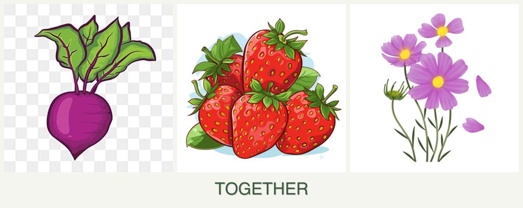 Can you plant beets, strawberries and cosmos together?
