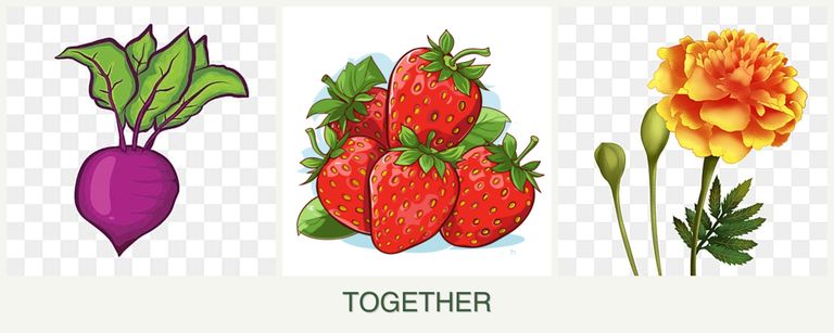 Can you plant beets, strawberries and marigolds together?