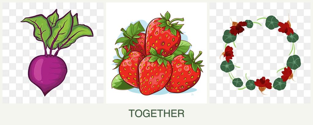 Can you plant beets, strawberries and nasturtiums together?