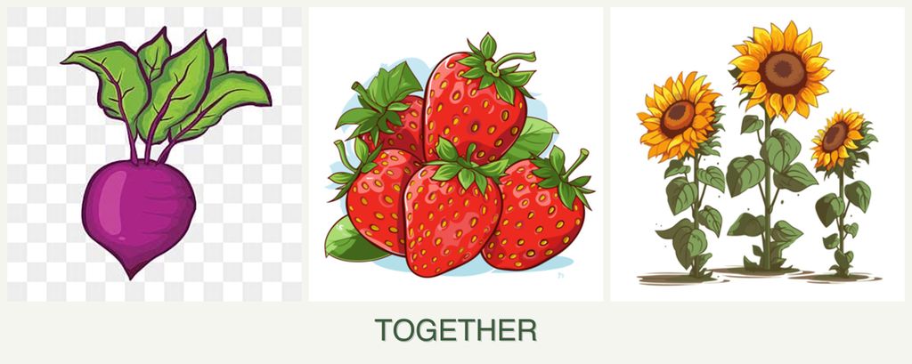 Can you plant beets, strawberries and sunflowers together?