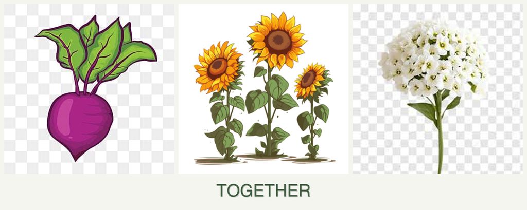 Can you plant beets, sunflowers and alyssum together?