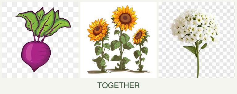 Can you plant beets, sunflowers and alyssum together?