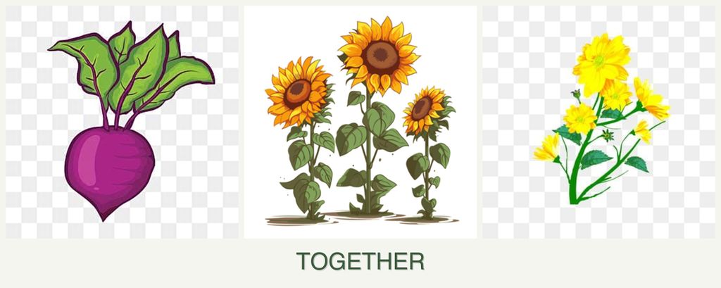 Can you plant beets, sunflowers and calendula together?