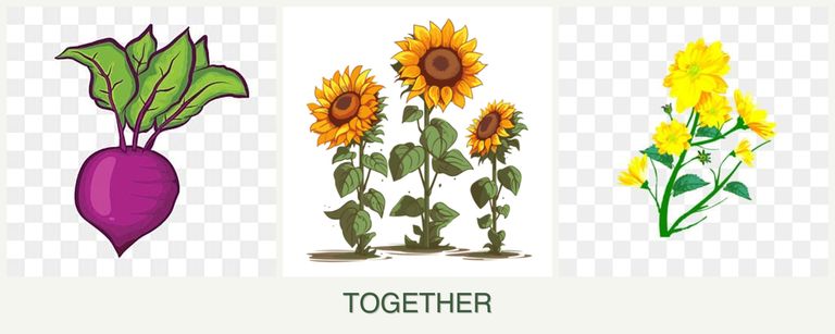 Can you plant beets, sunflowers and calendula together?