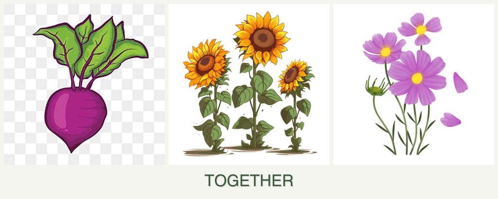Can you plant beets, sunflowers and cosmos together?