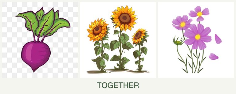 Can you plant beets, sunflowers and cosmos together?