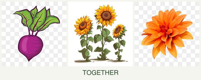 Can you plant beets, sunflowers and dahlias together?