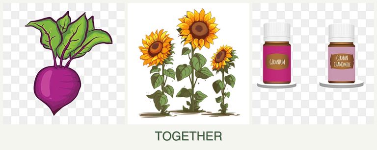 Can you plant beets, sunflowers and geraniums together?