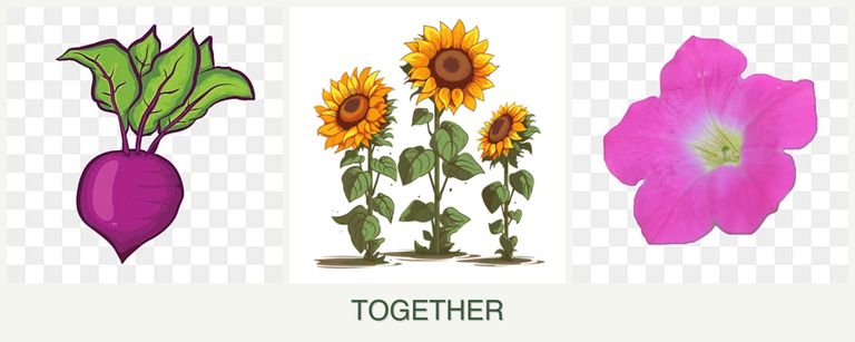 Can you plant beets, sunflowers and petunias together?