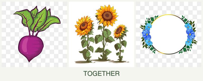 Can you plant beets, sunflowers and zinnias together?