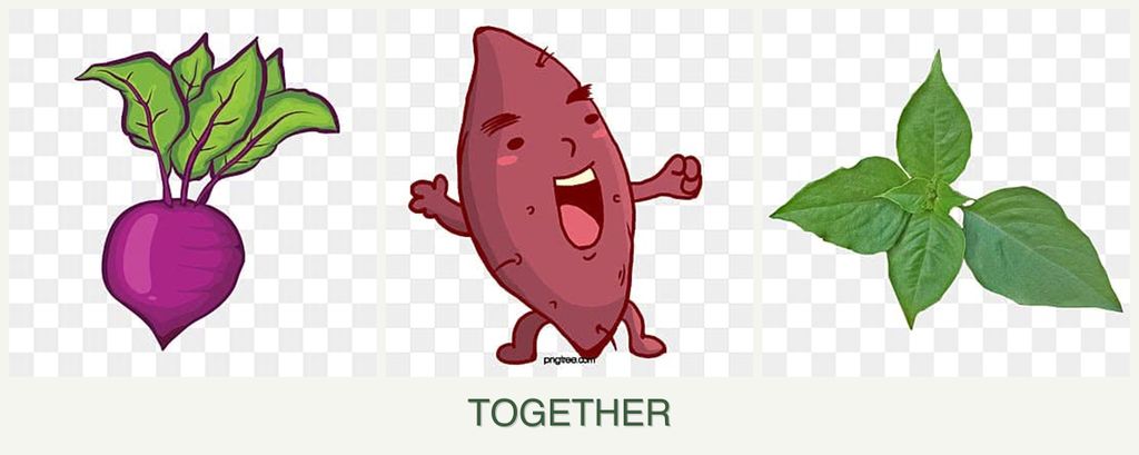 Can you plant beets, sweet potatoes and basil together?