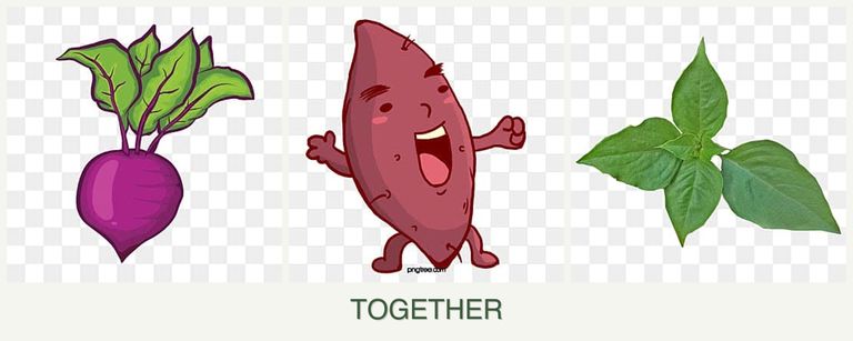 Can you plant beets, sweet potatoes and basil together?