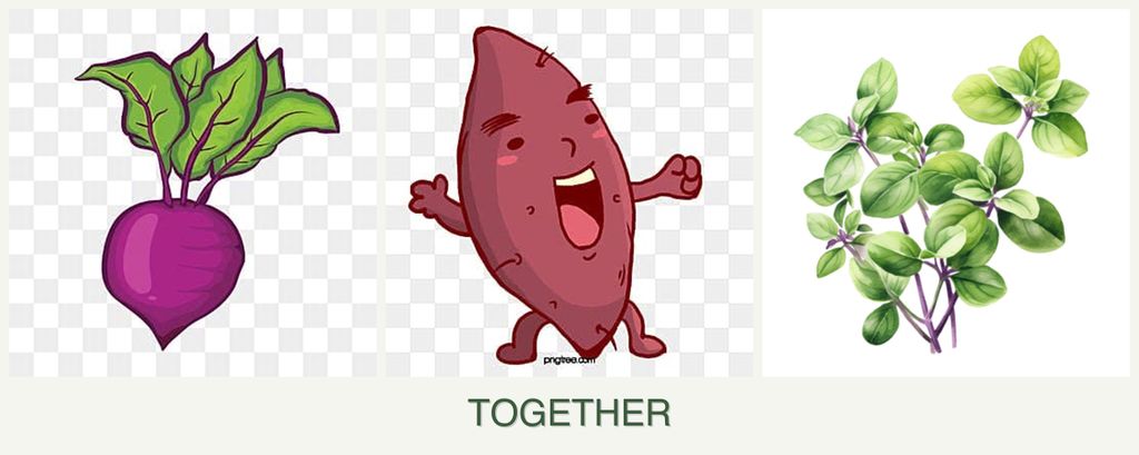 Can you plant beets, sweet potatoes and oregano together?