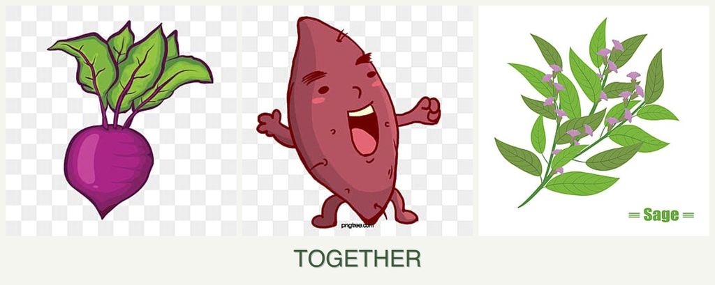 Can you plant beets, sweet potatoes and sage together?