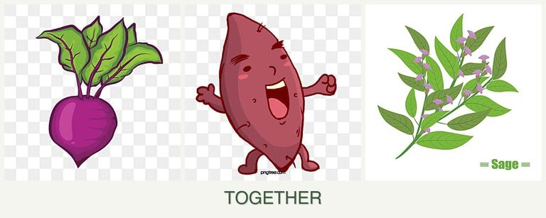 Can you plant beets, sweet potatoes and sage together?