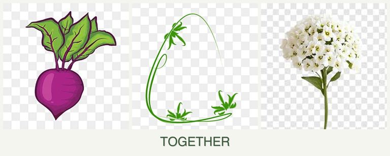 Can you plant beets, tarragon and alyssum together?