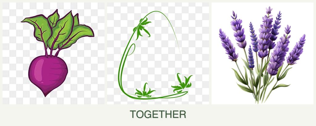 Can you plant beets, tarragon and lavender together?
