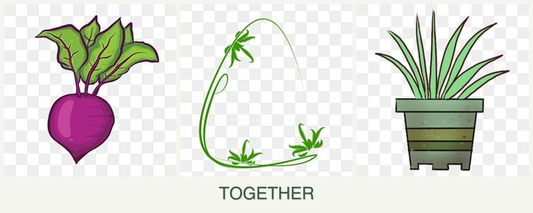 Can you plant beets, tarragon and lemongrass together?
