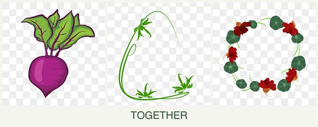 Can you plant beets, tarragon and nasturtiums together?